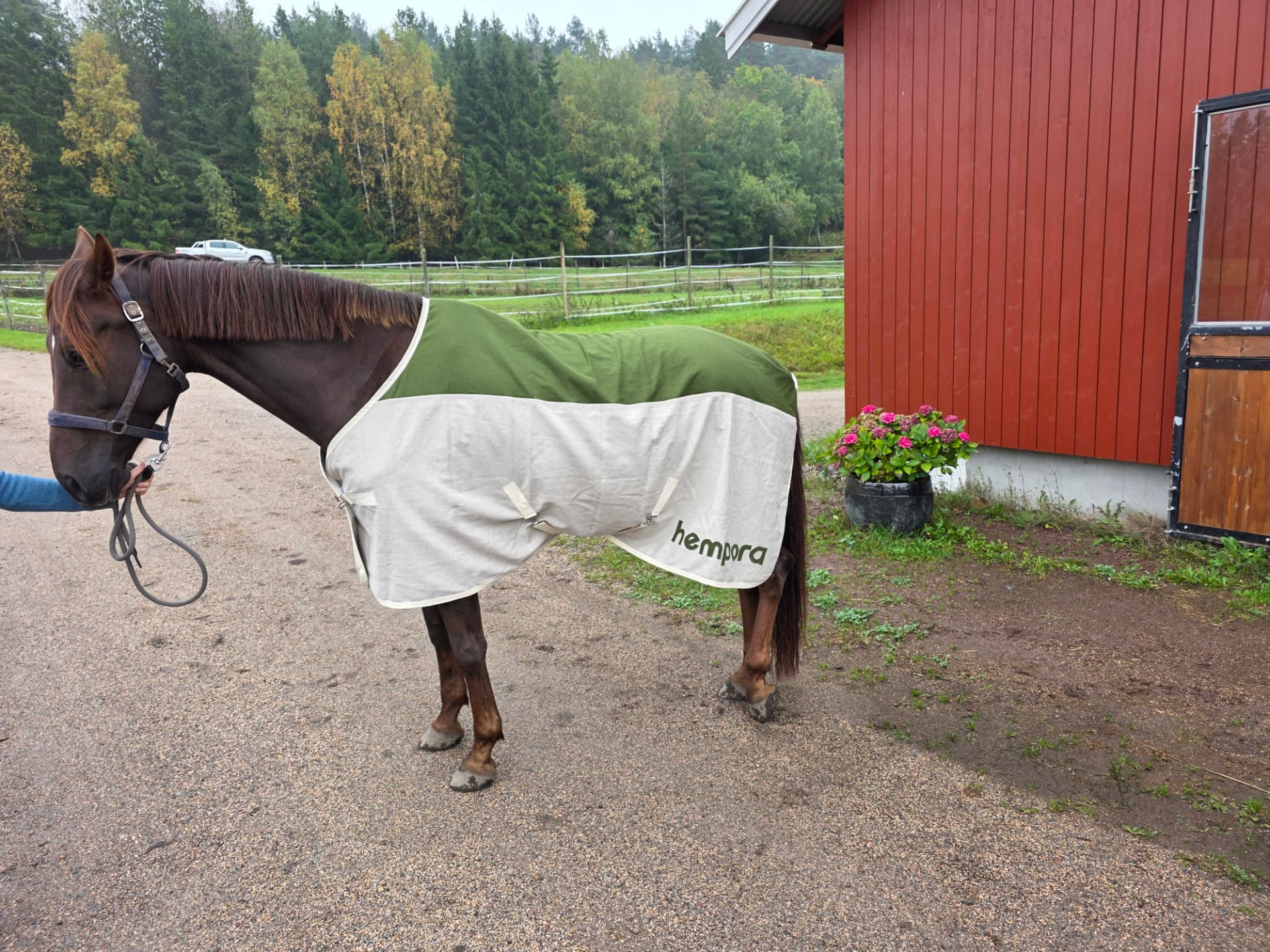 Hest med hampdeken ved fjøset