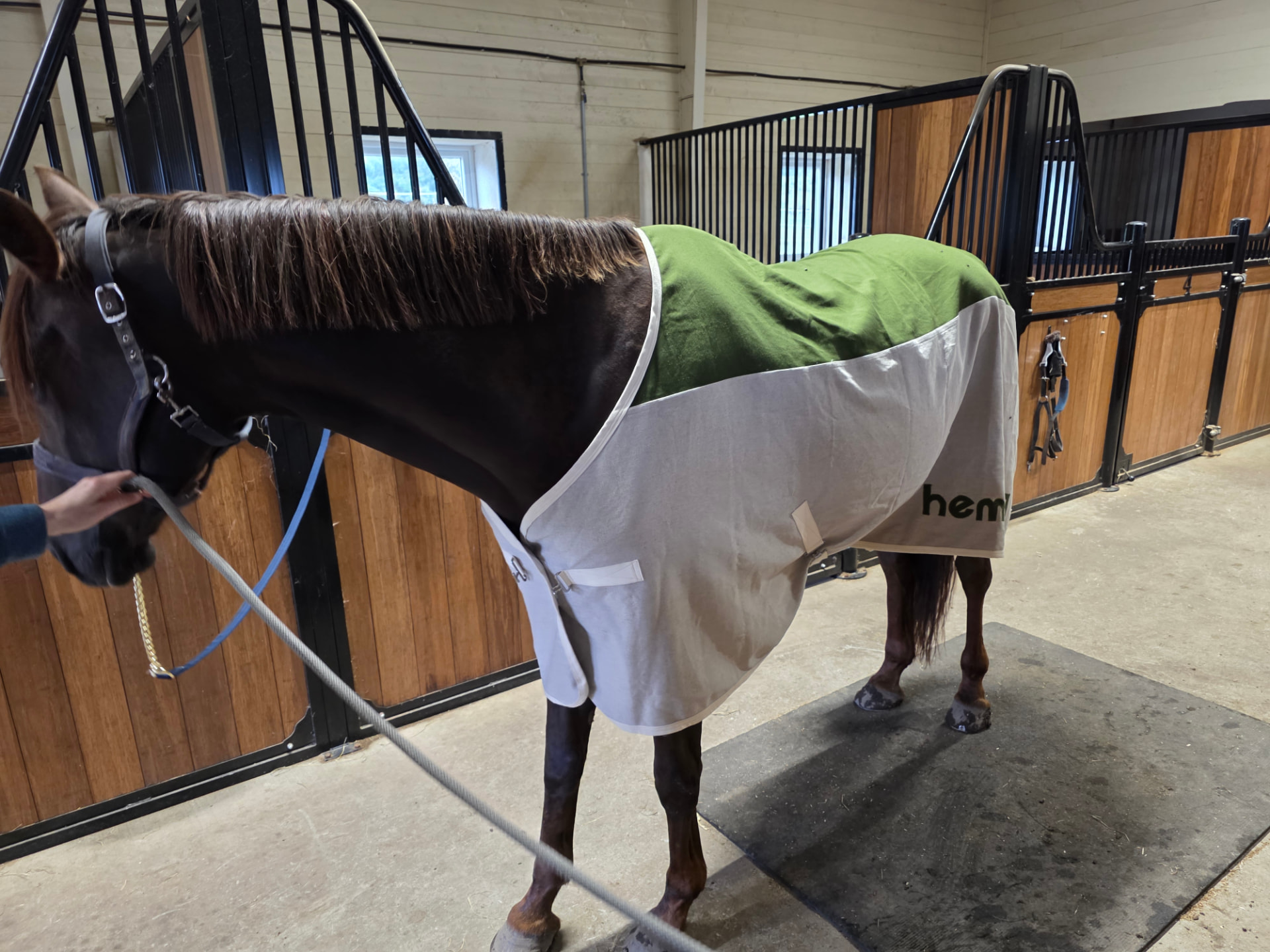 Hest med hampdeken i stallen